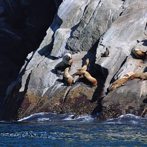 Steller Sea Lions - Alaska