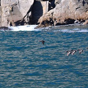 Surf Scooter and White-winged Scooters - Alaska
