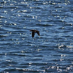 Tufted Puffin - Alaska