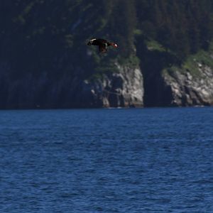 Tufted Puffin - Alaska