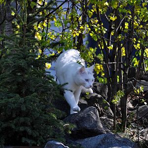 Boreal Snow Panther - Alaska