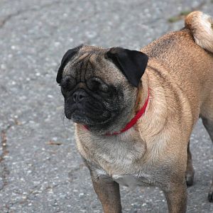 Arctic Flightless Short-nosed Land Bat with tracking collar - Alaska