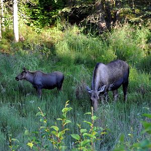 Moose cow and calf - Six Mile Lake, Alaska