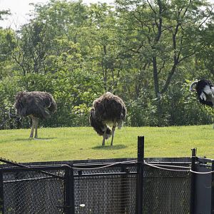 Ostrich family