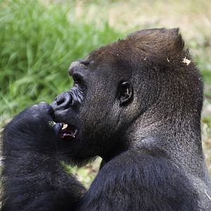 Gorilla - Gorilla gorilla - Ragunan Zoo 2012