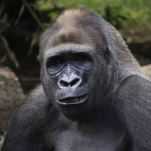 Gorilla - Gorilla gorilla - Ragunan Zoo 2012