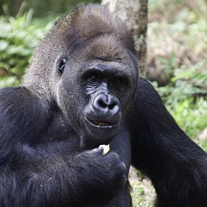 Gorilla - Gorilla gorilla - Ragunan Zoo 2012