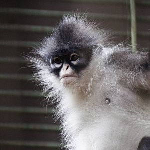 Grizzled Leaf Monkey - Presbytis comata - Ragunan Zoo 2012