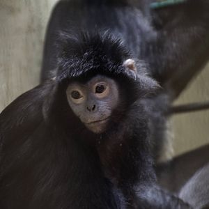 Javan Lutung - Presbytis auratus - Ragunan Zoo 2012