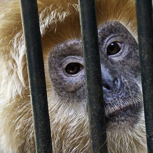 Javan Lutung - Presbytis auratus - Ragunan Zoo 2012