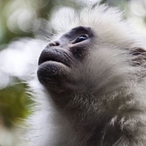 Mitred Leaf Monkey - Presbytis melalophos - Ragunan Zoo 2012