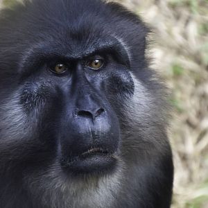 Tonkean Macaque - Macaca tonkeana - Ragunan Zoo 2012
