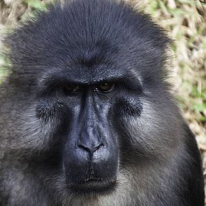 Tonkean Macaque - Macaca tonkeana - Ragunan Zoo 2012