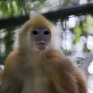 Maroon Leaf Monkey - Presbytis rubicunda - Bali zoo 2012