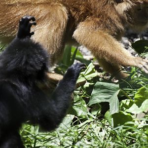 Maroon Leaf Monkey - Presbytis rubicunda - Bali zoo 2012