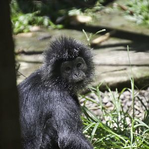 Maroon Leaf Monkey - Presbytis rubicunda - Bali zoo 2012
