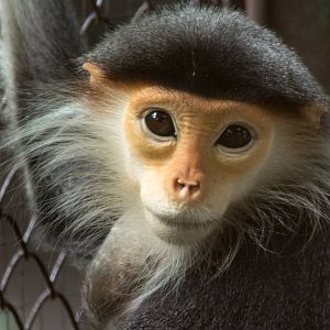 Red Shanked Douc Langur - Pygathrix nemaeus - Dusit Zoo 2014