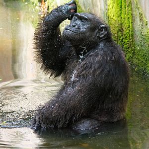 Chimpanzee - Pan troglodytes - Dusit Zoo 2014