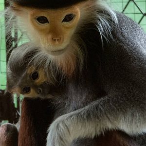 Red Shanked Douc Langur - Pygathrix nemaeus - Dusit Zoo 2014