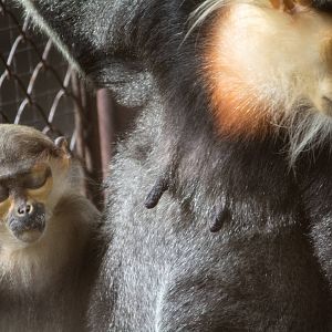 Red Shanked Douc Langur - Pygathrix nemaeus - Dusit Zoo 2014
