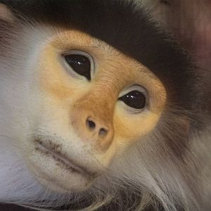 Red Shanked Douc Langur - Pygathrix nemaeus - Dusit Zoo 2014