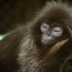 Phayre's Langur - Trachypithecus phayrei - Dusit Zoo 2014