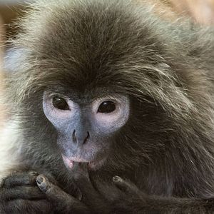 Phayre's Langur - Trachypithecus phayrei - Dusit Zoo 2014