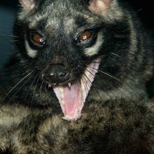 Common Palm Civet -Paradoxurus Hermaphroditus - Pata Zoo 2014