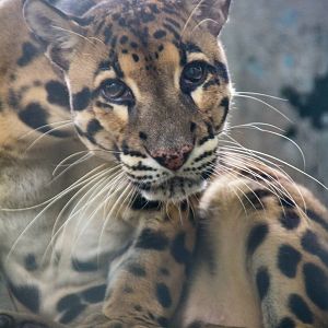 Clouded Leopard -Neofelis nebulosa - Pata Zoo 2014