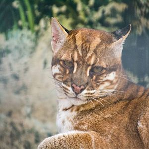 Asian Golden Cat - Pardofelis temminckii - Pata Zoo 2014
