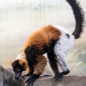 Hybrid Lemur - Pata Zoo 2014
