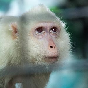 Albino Crab Eating Macaque - Pata Zoo 2014