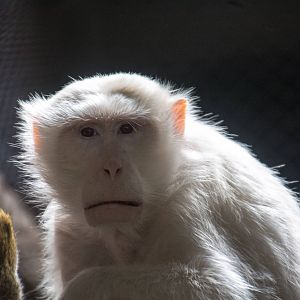 Albino Stump Tailed Macaque - Pata Zoo 2014