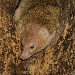Labelled Siberian Weasel - Pata Zoo 2014