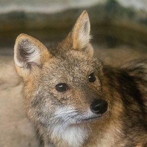 Golden Jackal - Canis aureus - Pata Zoo 2014