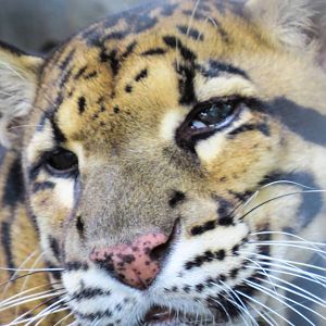 Clouded Leopard -Neofelis nebulosa - Pata Zoo 2014