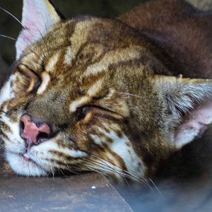 Asian Golden Cat - Pardofelis temminckii - Pata Zoo 2014