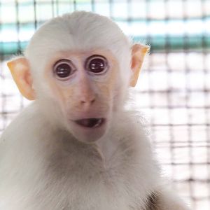 Another Albino Crab Eating Macaque - Pata Zoo