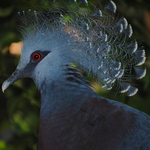 Victoria Crowned Pigeon