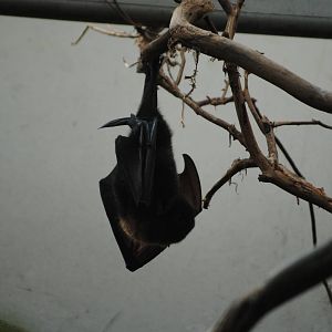 Rodrigues Flying Fox