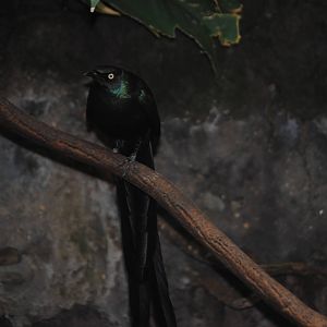 Long-Tailed Glossy Starling