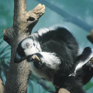 Black-And-White Ruffed Lemur