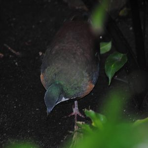 Basilan Bleeding-Heart Pigeon