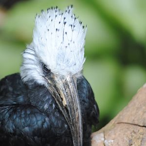White-Crested Hornbill