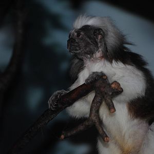 Cotton-Top Tamarin
