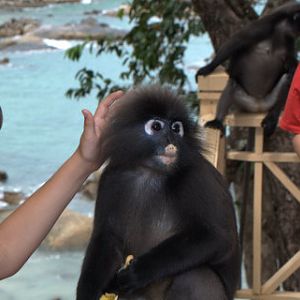 Dusky Langur - Trachypithecus obscurus - Langkawi 2009