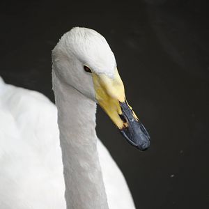 Whooper Swan
