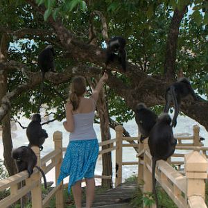 Dusky Langur - Trachypithecus obscurus - Langkawi 2009