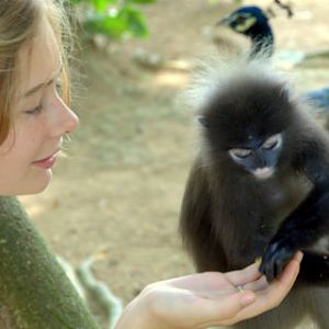Dusky Langur - Trachypithecus obscurus - Langkawi 2009
