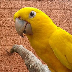 Golden conure